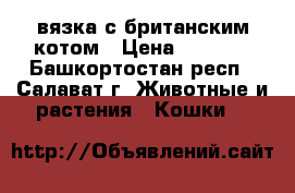 вязка с британским котом › Цена ­ 1 000 - Башкортостан респ., Салават г. Животные и растения » Кошки   
